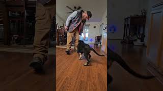 Louring Into Different Positions With Farin 😁 dogtraining germanshepherdpuppy quickclip [upl. by Kery]