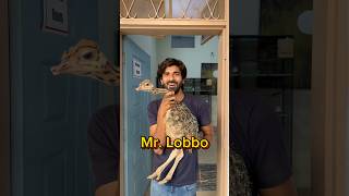 Mr Lobbo P4 shorts viral wildlife ostrich ostrichbird [upl. by Einaj953]