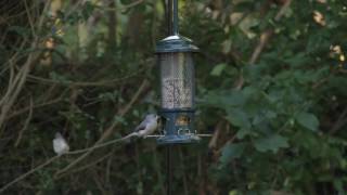 Videos for Your Cat to Watch Birds at a Feeder 2 [upl. by Odracer]