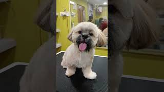 Lhasa apso dog grooming at paws station Kolkata dog pets doglover petgrooming viralshorts [upl. by Notfa]