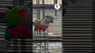 Crimsonbellied parakeetbirds conure parrot aviculture [upl. by Thea]