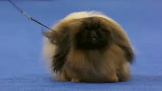 akc national dog show pekingese [upl. by Rosenzweig]