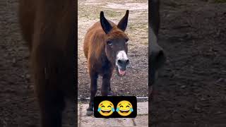 Donkey Voice donkey animals funnydonkey funnyanimal donkeyvillage [upl. by Nnylatsyrc]