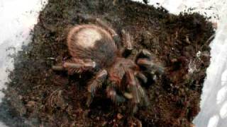 thrixopelma cyaneolum [upl. by Azal]