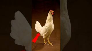 क्या Chickens अपना Gender Change कर सकते हैं😱 shorts animals knowledge [upl. by Lemkul]