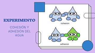 Experimento de cohesión y adhesión del agua [upl. by Angele]