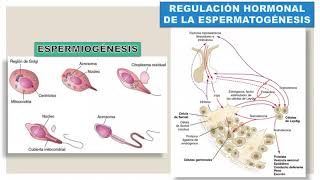 EMBRIOLOGÍA  GAMETOGÉNESIS Y FECUNDACIÓN [upl. by Amil]