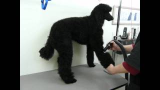 Blow Drying a Standard Poodle [upl. by Ttereve]