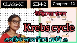 CLASS  11💥 SEM2✍️ Chapter12📚 Krebs cycle🌳🚀 in bangla 💯 [upl. by Namara]