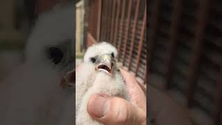 Guy Saves a Baby Bird and Puts It Back in Its Nest [upl. by Htebzil]