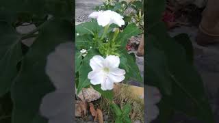 Beautiful white flowers bloom flowers flower flowershort white bloom bunga mekar taman [upl. by Marr202]