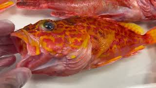 YELLOWBARRED RED ROCKFISH アヤメカサゴ Ayame kasago [upl. by Kletter827]