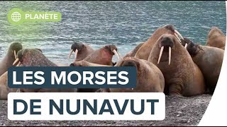 Les morses du Nunavut vus par Florian Ledoux  Futura [upl. by Leahcimluap]