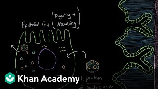 What is viral gastroenteritis  Gastrointestinal system diseases  NCLEXRN  Khan Academy [upl. by Itaws]