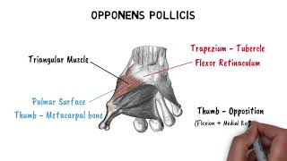 THENAR amp HYPOTHENAR MUSCLES [upl. by Idnym]