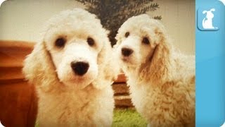 Poodle Puppies  Puppy Love [upl. by Marceau]