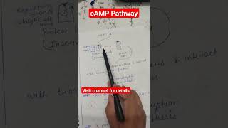 cyclic amp pathway gpcr signal transduction shots [upl. by Maximilien]