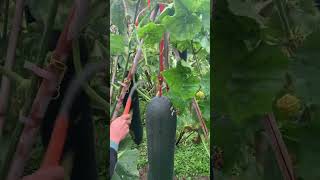 Cutting Edge Main Hand Knife in Vegetable Tunnels Farming KnifeSkills [upl. by Laspisa547]