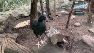 Helmeted Curassow [upl. by Giffie]