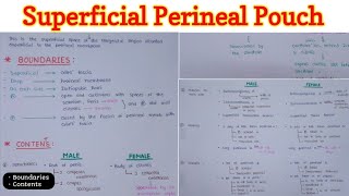 Superficial Perineal Pouch  Perineum 66 [upl. by Einolem]