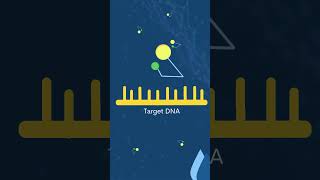 ProbeBased qPCR vs DyeBased qPCR [upl. by Gnot]