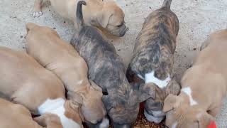 como preparar comida para perros pitbull cachorros 1 mes [upl. by Ainad]