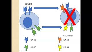 Delayed Transfusion Reactions and Transfusion Reaction Workup [upl. by Anead440]