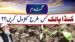 How to control Kanda Palak from Wheat crop  Crop Reformer [upl. by Prinz]