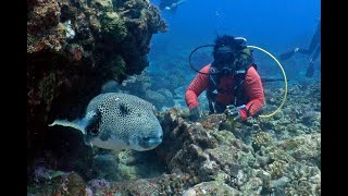 Round Island Shark dive Mauritius [upl. by Cointon402]