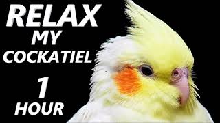 Relax Your Cockatiel  Calming Music for Cockatiels [upl. by Nwahsram539]