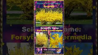 Forsythia forsythia 🍀🍀🍀plants shorts shortsfeed shortvideos shrubs video ytshorts [upl. by Aicemak859]