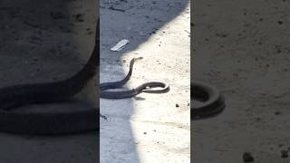 BABY COBRA SNAKE FOUND THIS MORNING viralvideo viralshorts cobra snake [upl. by Brenda]