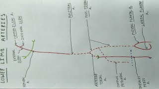 USguided Popliteal Sciatic Nerve Block [upl. by Waters]