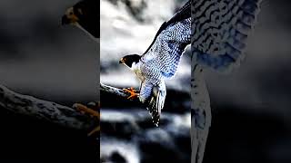 falcon attack  falcon attack pigeon foryou eaglelove lovebirds eaglehunter birds eaglefight [upl. by Edieh]