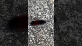 Woolley bear caterpillar strollin down a driveway [upl. by Anelrats]