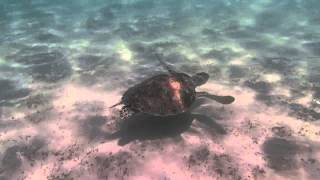 respiration Tortue verte Chelonia mydas the green Turtle breath [upl. by Jenei386]