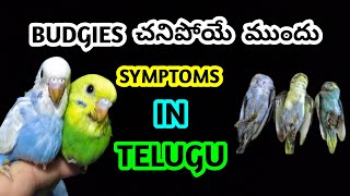 budgies చనిపోయే ముందు symptoms in telugu Ganeshworldkakinada [upl. by Luebke797]