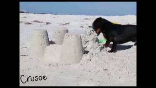 Crusoe the Dachshund Will Destroy All Sand Castles [upl. by Ecaroh911]