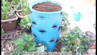 Strawbarrel  200 liters barrel transformation  how to grow many strawberries in small place [upl. by Anrat]