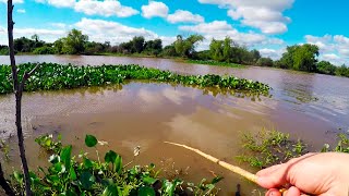 PESCA VARIADA con caña MOJARRERA en el Río PARANA [upl. by Darrin]