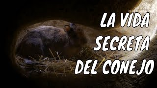 ¿Has visto una MADRIGUERA de CONEJO 🐰 SELECCIÓN Conociendo su entorno [upl. by Phillis309]