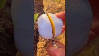 satisfying amazing apple cutting video viralreels viralvideo craftgarden tranding craft [upl. by Tay783]