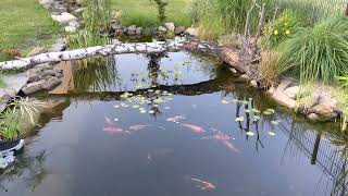 Koi pond  oczko wodne ze strumieniem  filtracja  prefiltr sitowy  oase BioSmart 36000 [upl. by Yorle145]