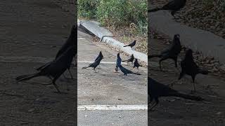 A mrder of crows eating a slice of Pizza pt 2 [upl. by Biegel592]