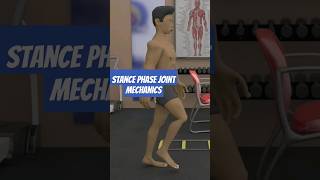 How your Hip Knee amp Ankle Joints move while you Walk Animation [upl. by Airlia]