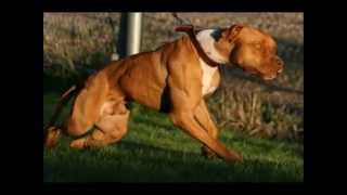 The Real American Pit Bull Terrier [upl. by Hyacinthia161]