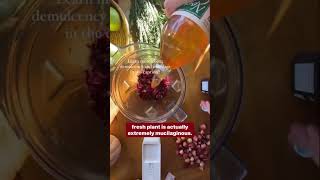 Hibiscus oxymel— vinegar and honey extraction [upl. by Noek]