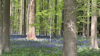 Hallerbos 26 april 2022 [upl. by Thaddaus]