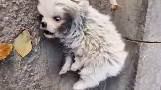 Abandoned puppy was kicked and injured twitching for two days but no one came to help [upl. by Anaik172]