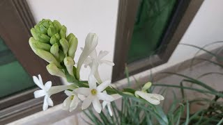 How to Grow Tuberose from Bulb with Start to End Updates  Polianthes Tuberosa [upl. by Gerdy724]